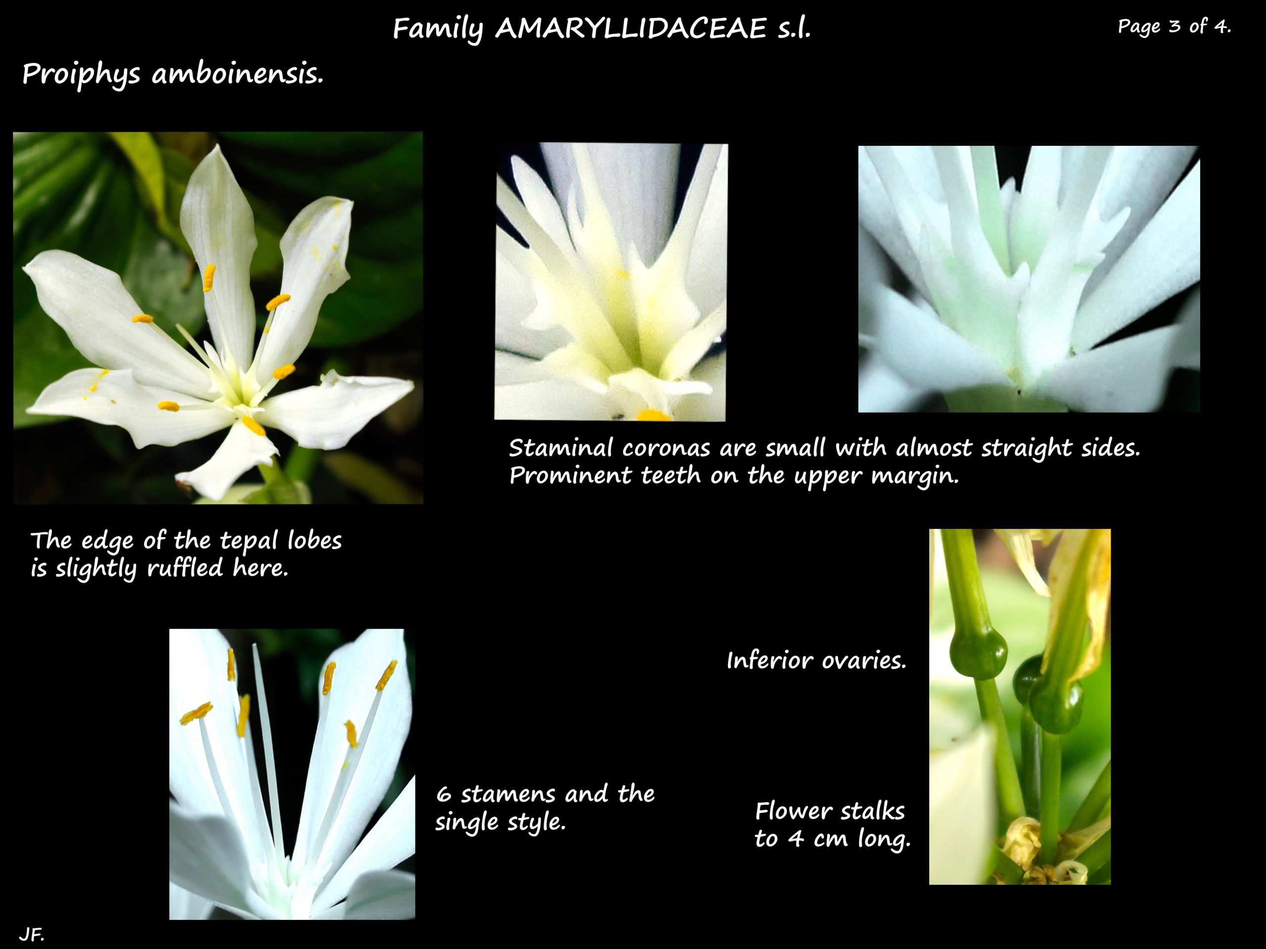 3 Proiphys corona & stamens